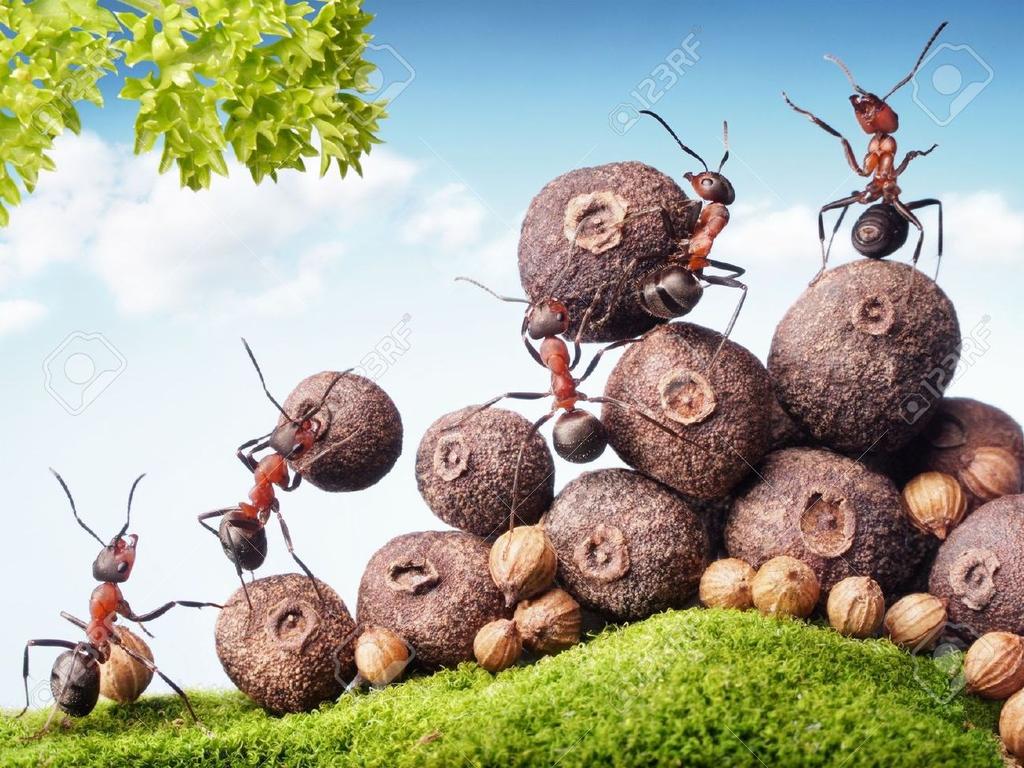 FEN VE MATEMATİK ÇALIŞMALARIMIZ (GEMS) KARINCALAR Karıncaların özellikleri nedir? Karınca türleri nedir? Karıncaların evleri nasıl olur?