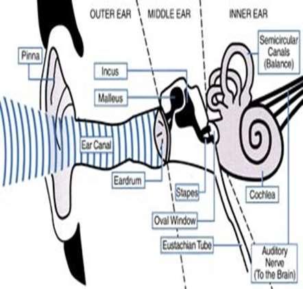 Ses dalgası kulak içine girdiğinde doğrudan kulak zarına yönlendirilir ve kulak zarını titreştirir.