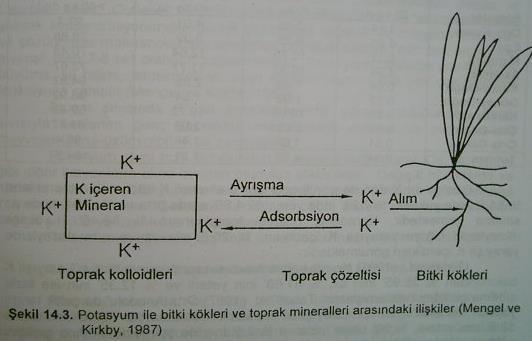 Toprak çözeltisinin K + konsantrasyonu bitki köklerine doğru difüzyon