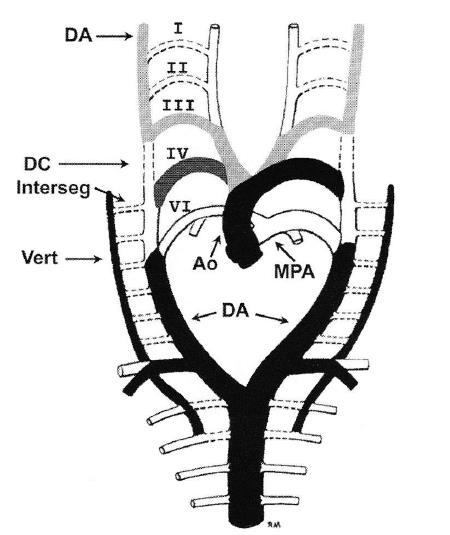 aortik ark ve dorsal aortanın 3.