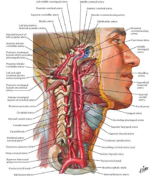 2.2. Serebral Arteriyel Anatomi Beyin parankimine arteryel kan akımını esas olarak önde karotid sistem, arkada da vertebrobasiller sistem tarafından sağlanmaktadır