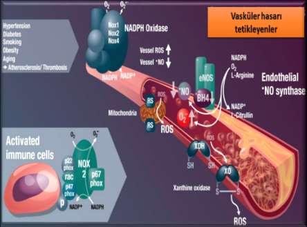 Konjenital predispozisyonlar Anormal metalloproteaz