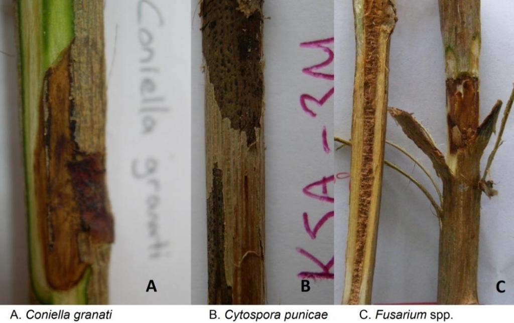 DISEASES AND THEIR PREVALENCE ON POMEGRANATE ORCHARDS IN AYDIN PROVINCE Şekil1.