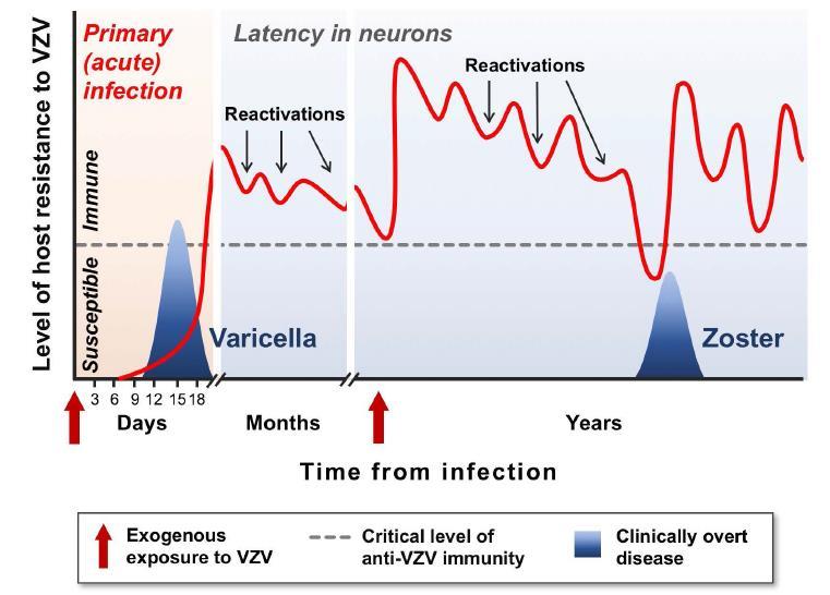 VZV e karşı hücresel immünitenin zamanla değişimi G.