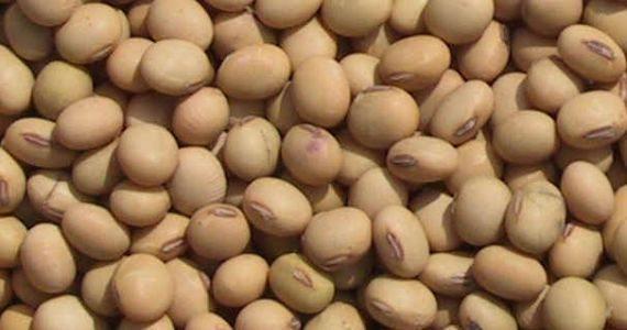 Soya Fasulyesi Marketlerde bulunan soya fasulyesinin yaklaşık % 90 ı yabancı bitki öldürücü kimyasallara karşı dirençli olması için modifiye edilmiştir.