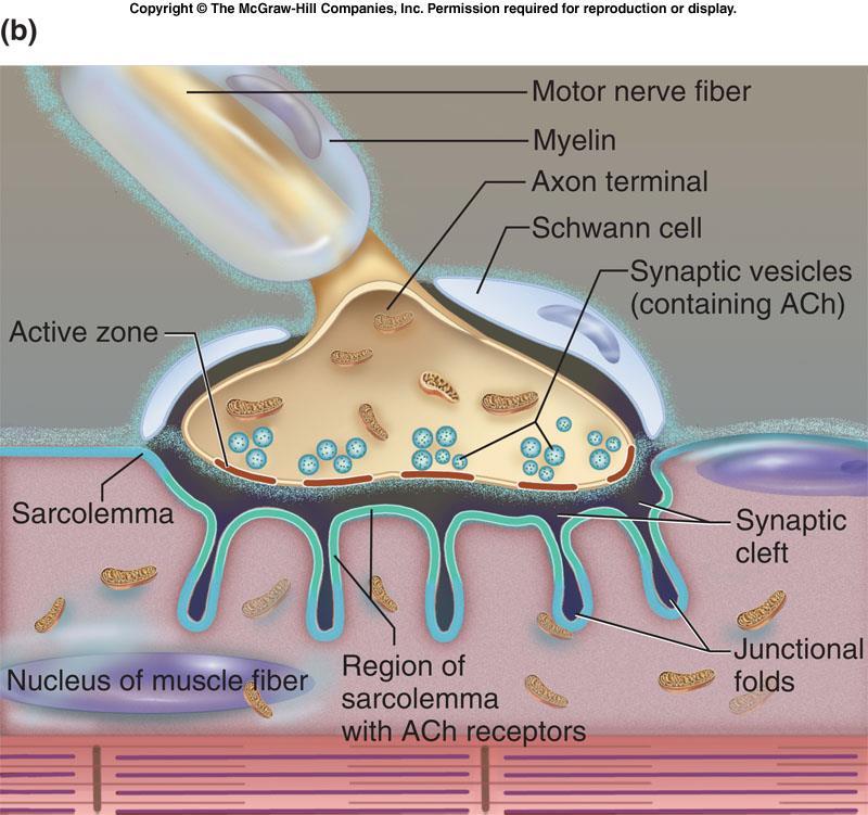 Nöromusküler (nöron-kas) bağlantı, bir motor nöronun akson ucu ve kontrol ettiği kas lifi arasındaki sinapstır Motor nöron Miyelin Akson ucu Schwan hücresi Asetil kolin içeren kesecikler Motor