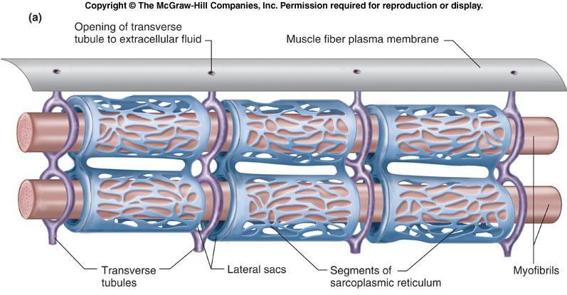 Enine tübüllerin hücre dışı sıvıya açıklığı Kas lifi hücre zarı Enine tübüller aksiyon potansiyellerini kas liflerinin içine