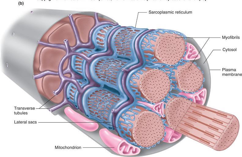 başlar Enine tübüller Sarkoplazmik retikulum Miyofibriller Sarkoplazmik retikulum Sarkoplazmik retikulumun sarmal yapısı,