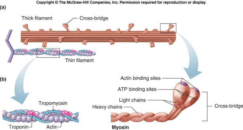 Kalın iplik Çapraz köprü İnce iplik Aktin bağlanma bölgesi ATP bağlanma bölgesi Tropomiyosin Çapraz köprü Troponin Aktin