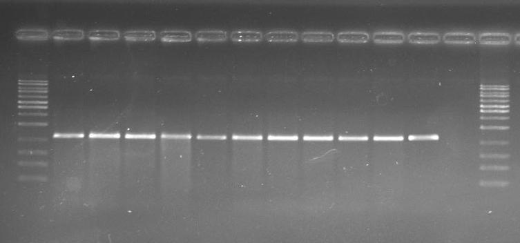 faecalis ATCC 29212, N; Negatif kontrol (su) 4.3.5 cat gen bölgesi cat gen bölgesine spesifik primerlerle gerçekleştirilen PZR sonucunda 506 bç lik gen bölgesi çoğaltılmıştır.
