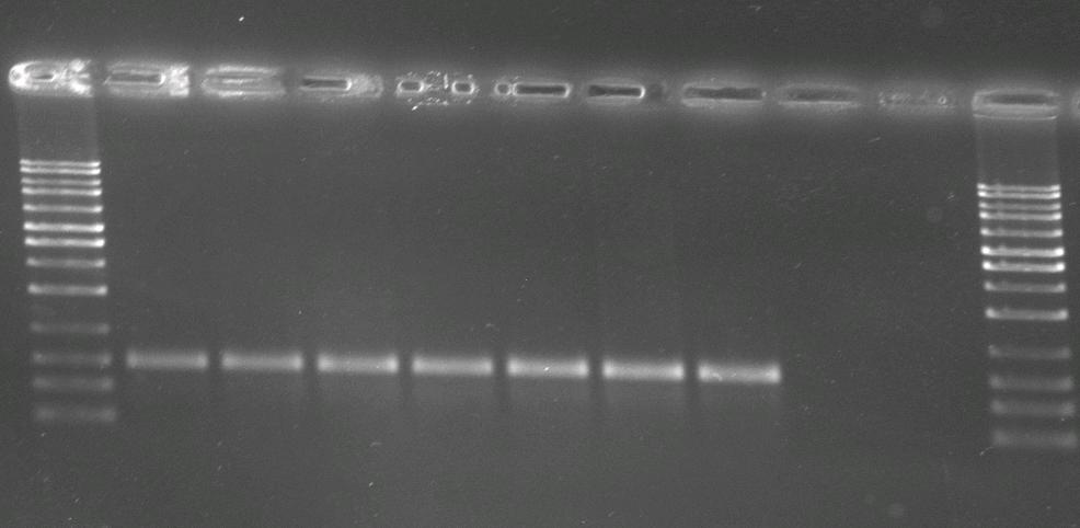 faecalis ATCC 29212, N; Negatif kontrol (su) ant6 gen bölgesine spesifik primerlerle gerçekleştirilen PZR sonucunda 596 bç lik gen bölgesi çoğaltılmıştır. Negatif kontrol olarak E.