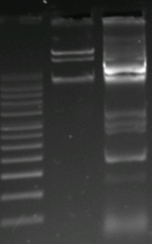 M K 60 Şekil 4.3 Enterococcus faecium suşlarının plazmid içerikleri (devam). M; Süper sarmal ccc DNA Marker K; Standart suş E.