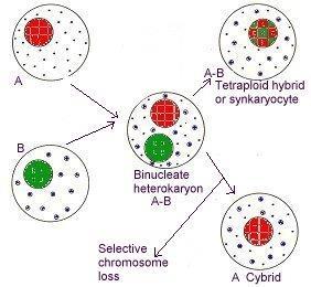 6.1 Somatik hücre hibridizasyonu Birleşme gerçekleştiğinde ortak bir sitoplazma içinde iki çekirdek içeren heterokaryon adı verilen bir başlangıç hücre tipi oluşur.