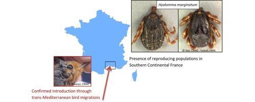 Strong evidence for the presence of the tick Hyalomma marginatum Koch, 1844 in southern continental France Tick sampling campaigns conducted on horses and