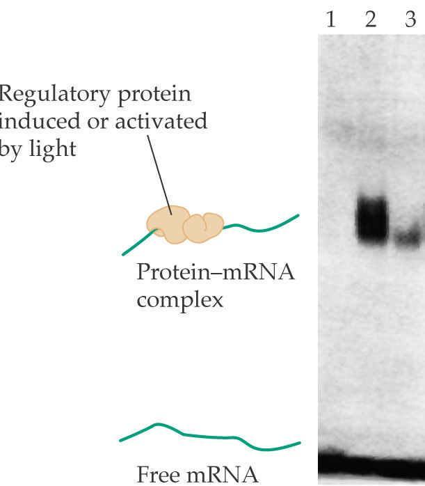 Işıkla aktive olan translasyon psba mrna Kompleks proteinler ışıkta psba