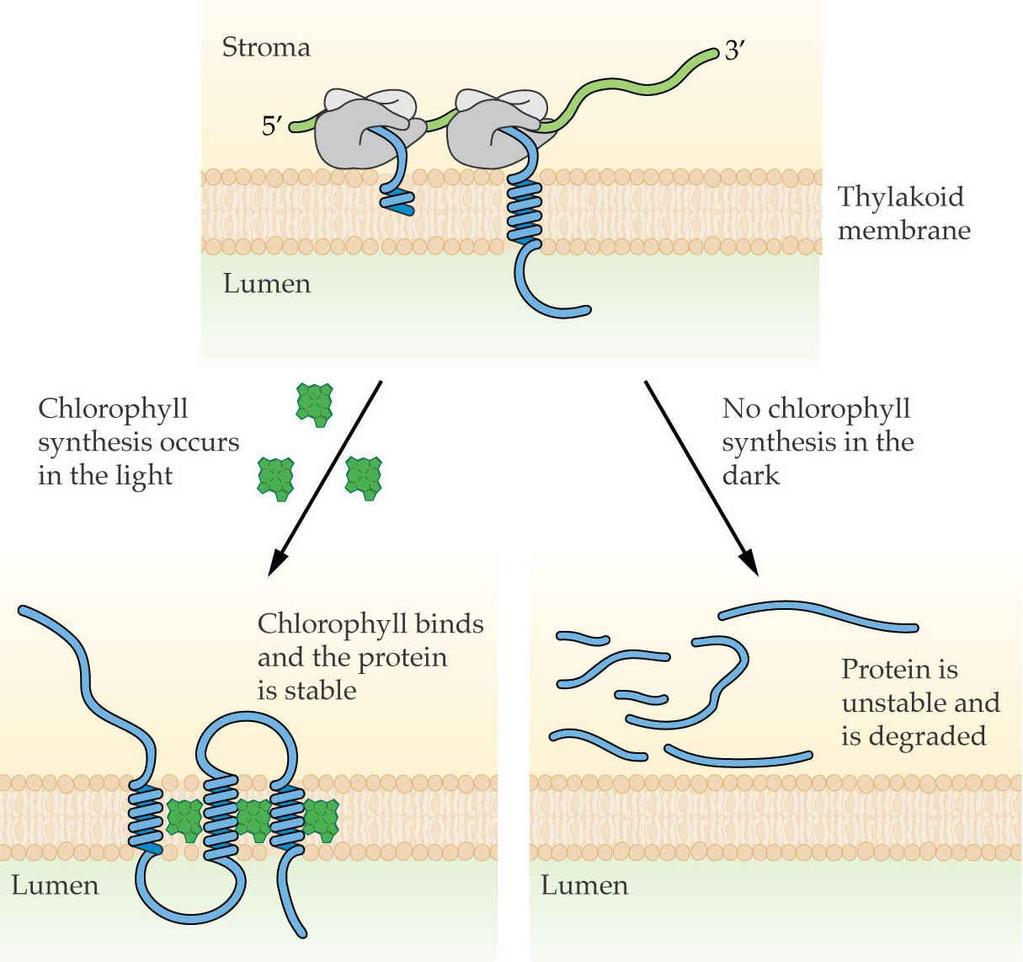 Stabilization of nascent chlorophyll - binding proteins