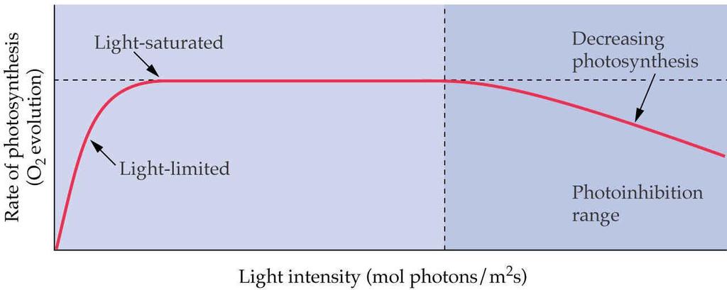 Fotoinhibisyon: of photosynthesis at very high light flux