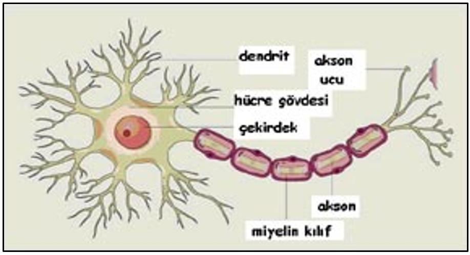 İnsan Beyni Şekil 8. Nöron Hücrelerinin Yapısı Nöron, ilk olarak anne karnında, nöroblast adı verilen yapılardan meydana gelir ve bu durum 4 ay devam eder.