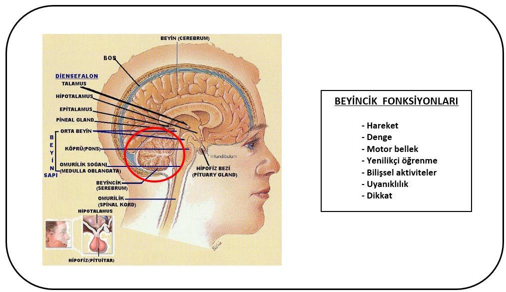 Organizasyonlarda Bireysel Hafıza Şekil 19. Beyincik 2.3.3. Beyincik (Cerebellum) Beyincik, beynin arka tarafında bulunmaktadır (Şekil 19).