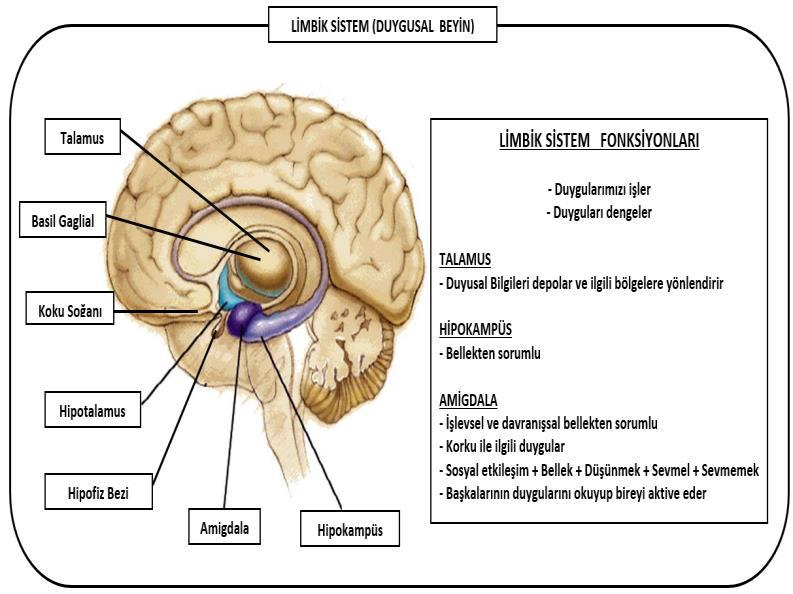 Organizasyonlarda Bireysel Hafıza 2.3.8. Duygusal Beyin (Limbik Sistem) Duygusal beyin, limbik sistem olarak da bilinir. Duygularımızla ilgili olan beyin alanıdır.