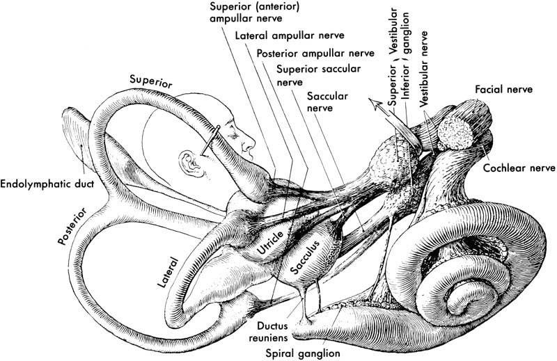 Zar (membranöz) labirent Utrikulus: Vestibulumun içyan duvarındaki eliptikal reseste bulunur. İç yan duvarında makula utrikuli adı verilen kısmında denge hücreleri bulunur ve buradan n.