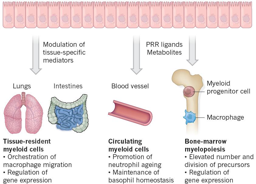 Myeloid Hücreler Doğal İmmünite Myelopoiez, intestinal mikrobiyota, serum TLR-ligand yoğunluğu ile korrelasyon göstermekte Fetal hayatta, annenin mikrobiyotası ile!