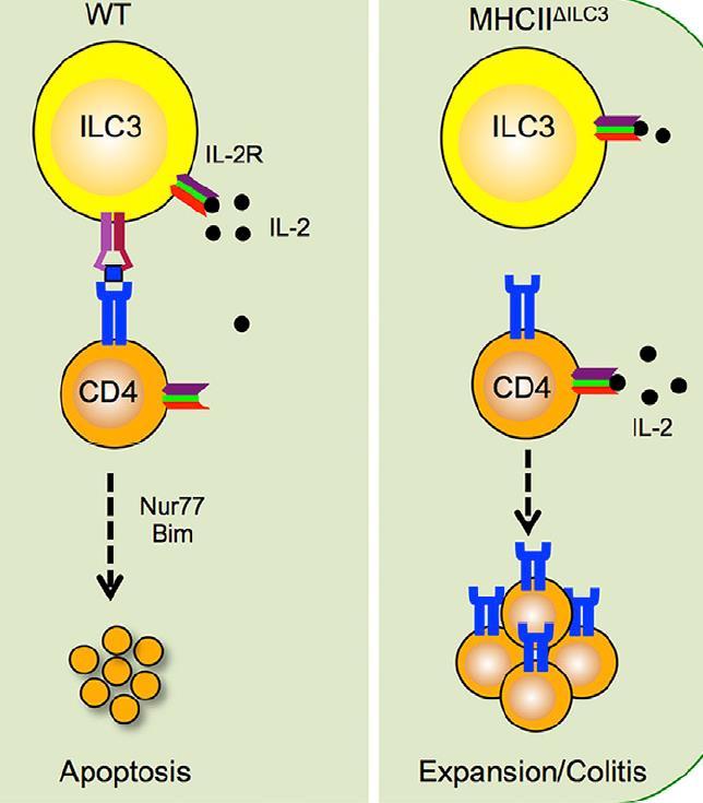 ILC3 Doğal İmmünite * MHC sii xpr + naive intestinal CD4+