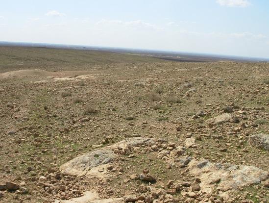 Resim 4.25 Halkalı Yılanı gözlediğimiz habitata ait genel bir görünüģ (Akıncı Mezrası/Harran, 29.03.2011, Foto: M. Z. YILDIZ).
