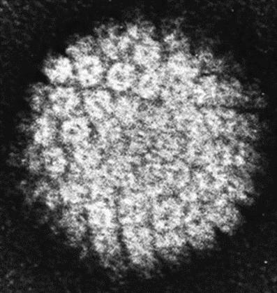 Human Papillomavirus (HPV) Zarfsız,