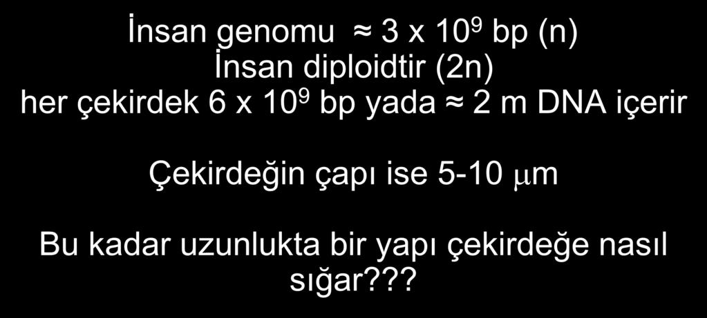 İnsan genomu 3 x 10 9 bp (n) İnsan diploidtir (2n) her çekirdek 6 x 10 9 bp yada 2 m DNA içerir Çekirdeğin çapı ise