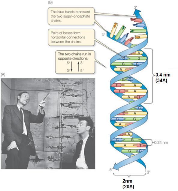 Watson-Crick modeli=b-dna