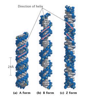B DNA A DNA Z DNA A-DNA, daha kısa, sıkı. normal fizyolojik koşullarda nadiren bulunur, genellikle dehidrasyon durumunda. Çap23 A⁰ ve bir dönüşte 9 baz.