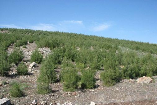 PROJELERİMİZ 81 İlde 81 Orman Projesi 81 İlde 81 Orman Projesi 10 yaşında.