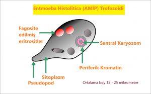 artar. Mukus içerisinde PNL eritrosit görülmez, mukus iltihabi değildir. 2. İltihabi mukus salgısı aşağıdaki durumlarda görülür ve mukus içerisinde bol PNL ve Eritrosit görülür.