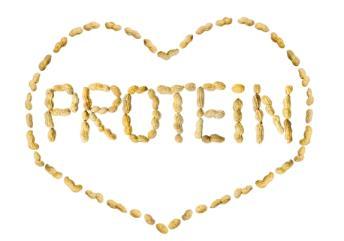 3. Protein Protein oranı