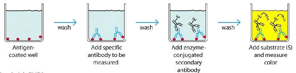 4. Katı fazdaki antijene bağlanmış Ig yapısındaki antikoru saptamak için çukurlara Fc kısmı enzim ile işaretli anti-ig antikoru eklenir. Konjugat yapısına eklenen enzim genellikle peroksidazdır.