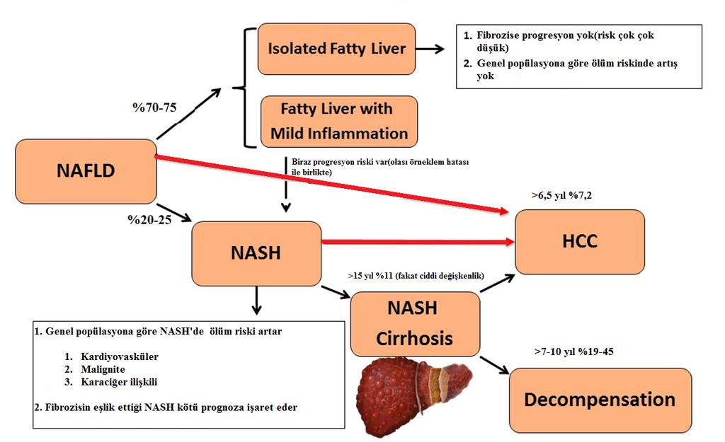 NAFLD ın doğal seyri İzole Yağlı Karaciğer Hafif İnflamasyonlu Yağlı