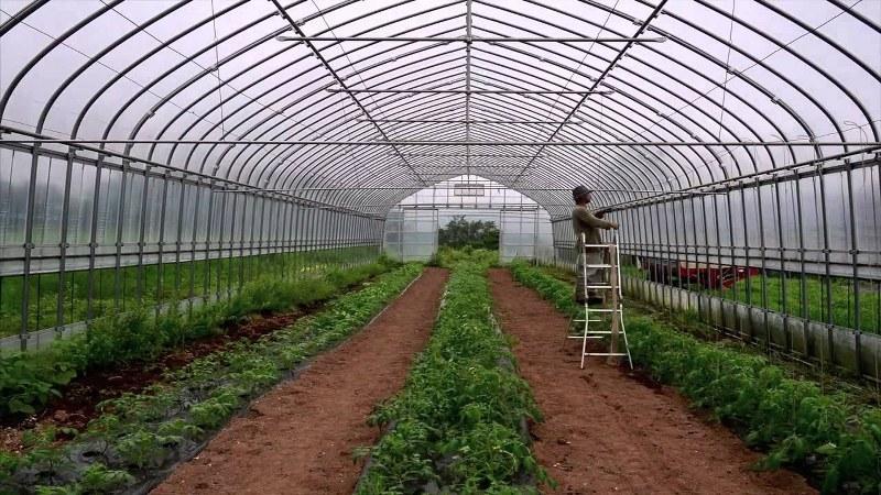 BİTKİLERİN TOPLANMASI Düzce ile Batı Karadeniz Bölgesi nde yayılış yapan endemik