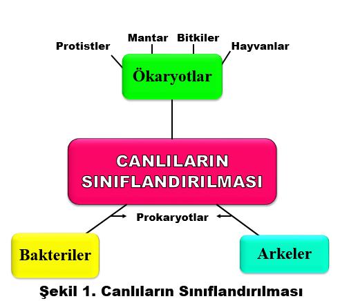 Öğrenci Kılavuzu Canlılar hücresel organizasyonlarına göre ökaryot ve prokaryot olmak üzere temel olarak ikiye ayrılır.