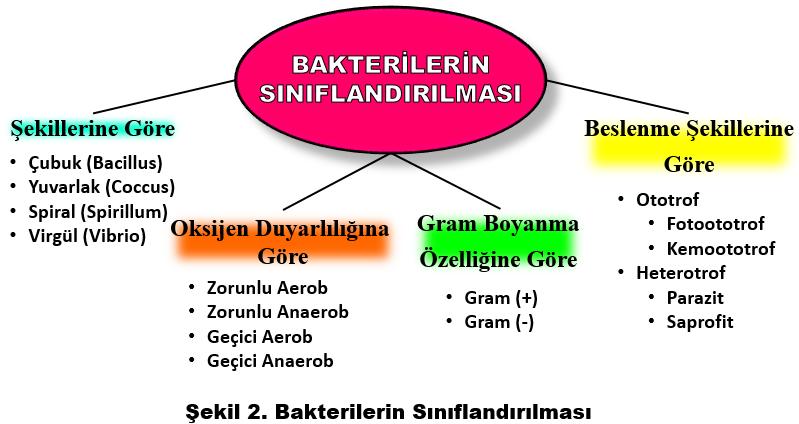 Öğrenci Kılavuzu yapısı bazı bakterilerde bulunur, bulunduğu bakteriye antijenik özellik kazandırır ve bu sayede bakterilerin serotiplendirilmesinde önemli bir rol oynar.