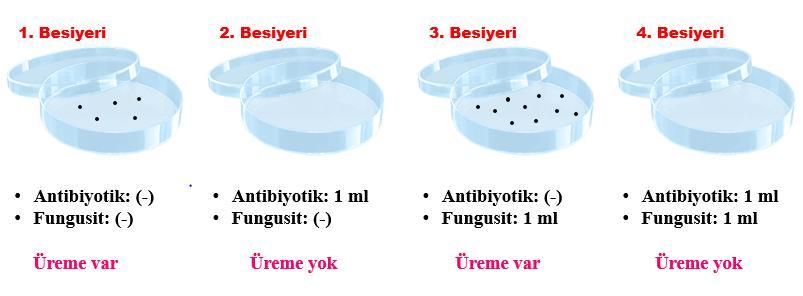 Fungusit ve/veya antibiyotiğin besi yerlerine iyice yayıldığından emin olunup, besiyerlerleri üzerinde fazladan kalan fungusit ve/veya antibiyotik pastör pipeti yardımıyla petri hafifçe yana eğilerek