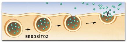 ENDOSİTOZ