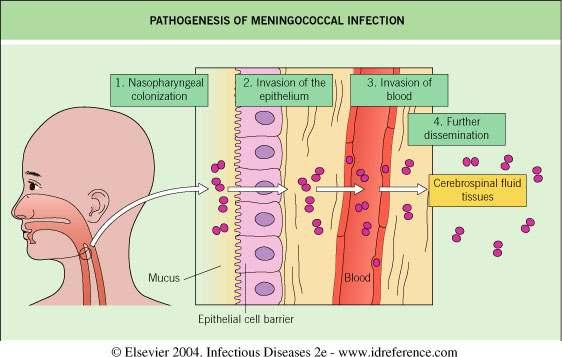 Bakteriyel menenjit patofizyolojisi BOS kapalı bir alan Bu alanda