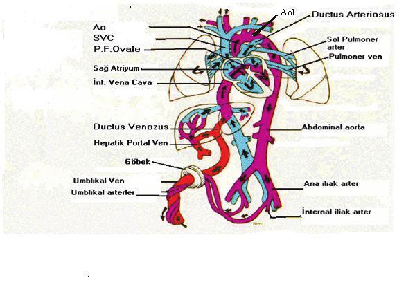 (resim 5) Şekil 5 : Aortik istmus un anatomik
