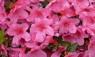 Azalea /(diğer türleri ve alt-türleri) Azalea japonica 'Arabesk'