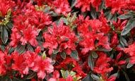 'Hino Crimson' Parlak kırmızı çiçeklenme 80 cm boy, 80 cm yayılım