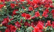 Rhododendron /(diğer türleri ve alt-türleri) Rhododendron 'Blauw'