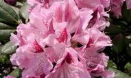 Rhododendron catawbiense 'Grandiflorum' Lilla rengi çiçeklenme 200-250