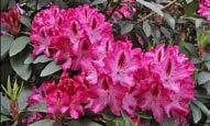 aylarında çieklenme Rhododendron 'Marie Fortie' Koyu pembe renkli