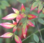 pembe, yazın yeşil - kış döneminde kırmızıya dönen birleşik yapraklarıdır.